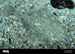 Image result for Platichthys flesus