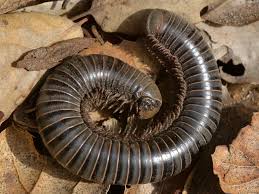 Attēlu rezultāti vaicājumam “Myriapoda”