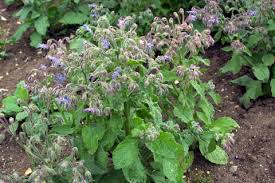 Image result for Borago officinalis