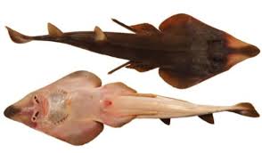 Image result for Pseudobatos lentiginosus