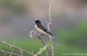 Image result for Oenanthe pleschanka