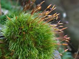 Attēlu rezultāti vaicājumam “Dicranella staphylina macro”