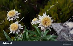 Attēlu rezultāti vaicājumam “Carlina biebersteinii flower”