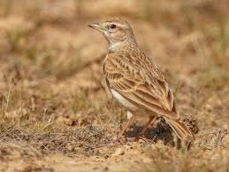 Image result for Calandrella brachydactyla