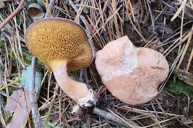 Attēlu rezultāti vaicājumam “Suillus bovinus”
