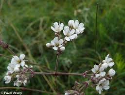 Attēlu rezultāti vaicājumam “Gypsophila fastigiata leaf”
