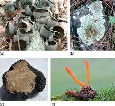 Attēlu rezultāti vaicājumam “Ascomycota”