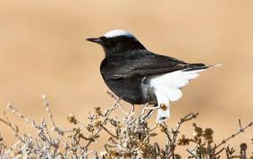 Image result for Oenanthe leucopyga