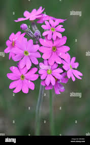 Attēlu rezultāti vaicājumam “Primula farinosa bud”