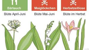 Image result for Bärlauch