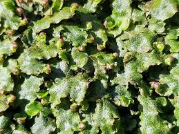 Attēlu rezultāti vaicājumam “Conocephalum conicum”