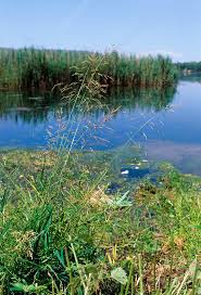 Attēlu rezultāti vaicājumam “Poa palustris leaf”