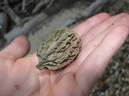 Attēlu rezultāti vaicājumam “Juglans cinerea fruit”