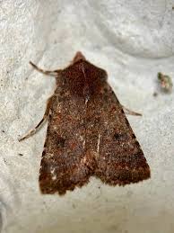 Attēlu rezultāti vaicājumam “Eulithis sp.”