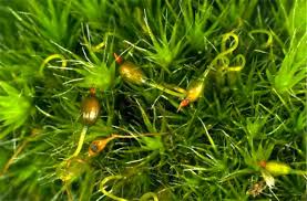 Attēlu rezultāti vaicājumam “Campylopus introflexus”