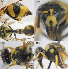 Attēlu rezultāti vaicājumam “Eumenes sp.”