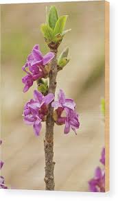 Attēlu rezultāti vaicājumam “Daphne mezereum”