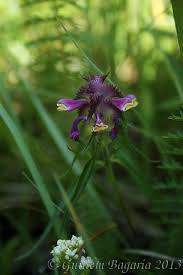 Attēlu rezultāti vaicājumam “Melampyrum nemorosum”