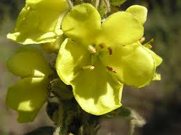 Image result for Verbascum phlomoides