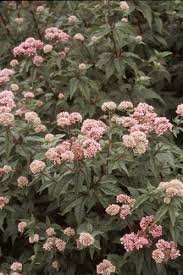 Image result for Eupatorium cannabinum