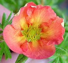 Attēlu rezultāti vaicājumam “Pentaphylloides fruticosa flower”