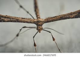 Attēlu rezultāti vaicājumam “Pterophoridae”