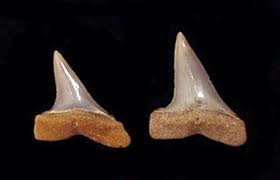 Image result for Isurus oxyrinchus