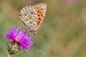 Attēlu rezultāti vaicājumam “Argynnis niobe”