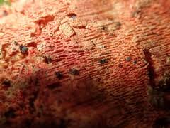 Attēlu rezultāti vaicājumam “Hyphodiscus hymeniophilus”