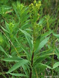 Attēlu rezultāti vaicājumam “Solidago virgaurea leaf”