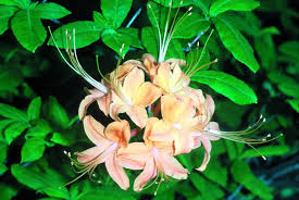 Attēlu rezultāti vaicājumam “Rhododendron calendulaceum”