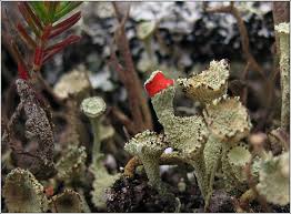 Attēlu rezultāti vaicājumam “Cladonia coccifera”