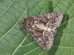 Attēlu rezultāti vaicājumam “Thalpophila matura”