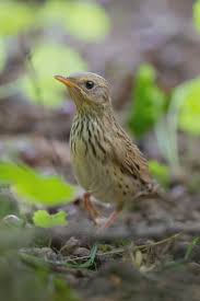 Image result for Locustella lanceolata