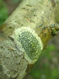 Attēlu rezultāti vaicājumam “Opegrapha atra”