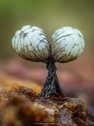 Attēlu rezultāti vaicājumam “Cribraria rufa stalked”