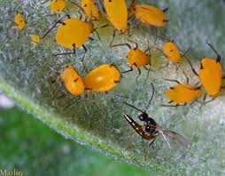 Attēlu rezultāti vaicājumam “Sternorrhyncha”