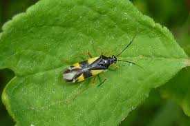 Attēlu rezultāti vaicājumam “Dryophilocoris flavoquadrimaculatus imago”