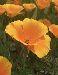 Attēlu rezultāti vaicājumam “Eschscholzia californica flower”