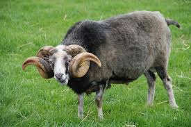 Attēlu rezultāti vaicājumam “Ovis aries”