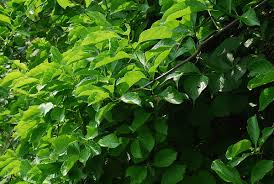 Attēlu rezultāti vaicājumam “Celastrus flagellaris”