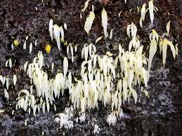 Attēlu rezultāti vaicājumam “Mucronella”