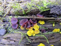 Attēlu rezultāti vaicājumam “Neocudoniella albiceps”