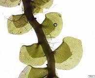 Attēlu rezultāti vaicājumam “Scapania irrigua”