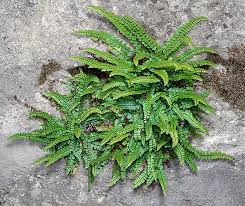 Attēlu rezultāti vaicājumam “Asplenium trichomanes”