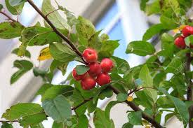 Attēlu rezultāti vaicājumam “Malus prunifolia fruit”