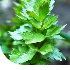 Image result for Liebstöckel