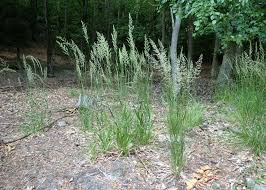 Attēlu rezultāti vaicājumam “Calamagrostis arundinacea”