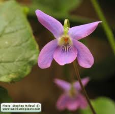 Attēlu rezultāti vaicājumam “Viola odorata bud”