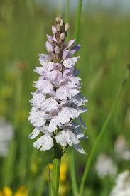 Attēlu rezultāti vaicājumam “Dactylorhiza maculata leaf”
